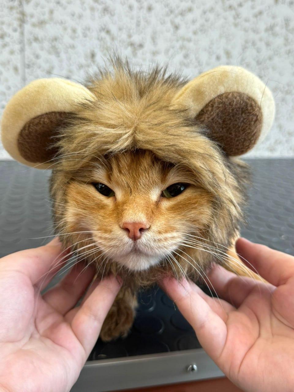 Фото В Новосибирске опубликованы кадры питомцев в День рыжего кота 8